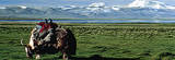 Buy Landscape with Yak at AllPosters.com