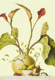 Red Lilies and Conkers