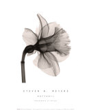 Daffodil II