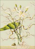 Lilies and Willow