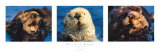 Otter Suite Art Print