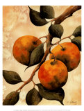 Italian Harvest, Oranges