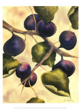 Italian Harvest, Figs