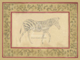 African Zebra