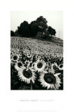 Sunflowers, Provence, France