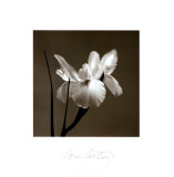 Iris I