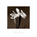 Iris III