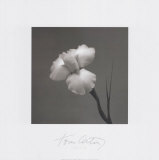 Iris II
