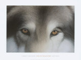 Eyes of the Hunter: Gray Wolf