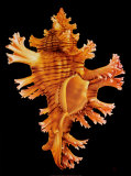 Rose Branch Murex