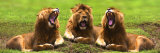 Lions Yawning