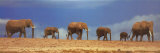 African Elephant Herd, Kenya