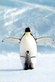 Penguin and Chick