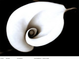 Calla