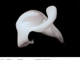 Calla with Stem