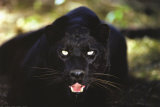 Black Panther Close Up