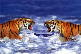 Buy Bengal Tigers Roaring at AllPosters.com