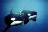 Killer Whales