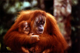 Buy Orangutan and Baby at AllPosters.com