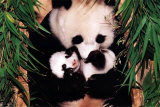 Panda Mother and Baby