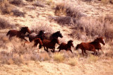 Mustang Horses Running, Wyoming