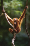 Buy Orangutan Baby at AllPosters.com