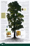 Buy Anatomy of a Tree at AllPosters.com