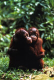 Buy Orangutans at AllPosters.com