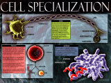 Cell Specialization