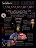 Buy Brain Facts at AllPosters.com