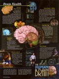 Buy Brain Health at AllPosters.com
