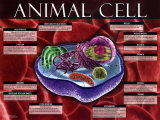 Animal Cell