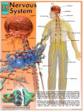 Buy Nervous System at AllPosters.com
