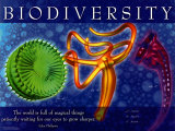 Buy Biodiversity at AllPosters.com