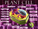 Plant Cell