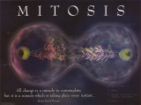 Buy Mitosis at AllPosters.com
