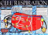 Buy Cellular Respiration at AllPosters.com