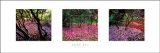 Buy Fallen Petals at AllPosters.com