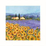 Lavender and Sunflowers, Provence