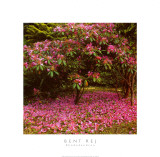 Rhododendron
