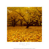 Prunus