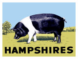 Buy Hampshires at AllPosters.com