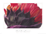 Buy Red Sunflower at AllPosters.com