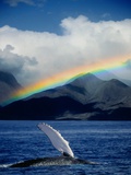 Rainbow over Breaching Humpback Whale
