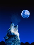 Buy Wolf Howling at the Moon at AllPosters.com