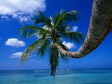 Palm Tree and Caribbean Sea