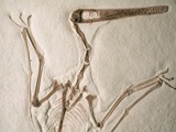 Buy Pterodactylus Dinosaur Fossil from the Late Jurassic Era at AllPosters.com