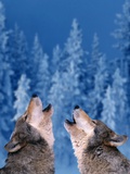 Buy Pair of Howling Gray Wolves at AllPosters.com