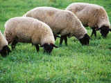 Sheep Grazing