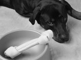 Dog Looking Sadly at Bone